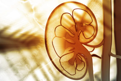 kidney education